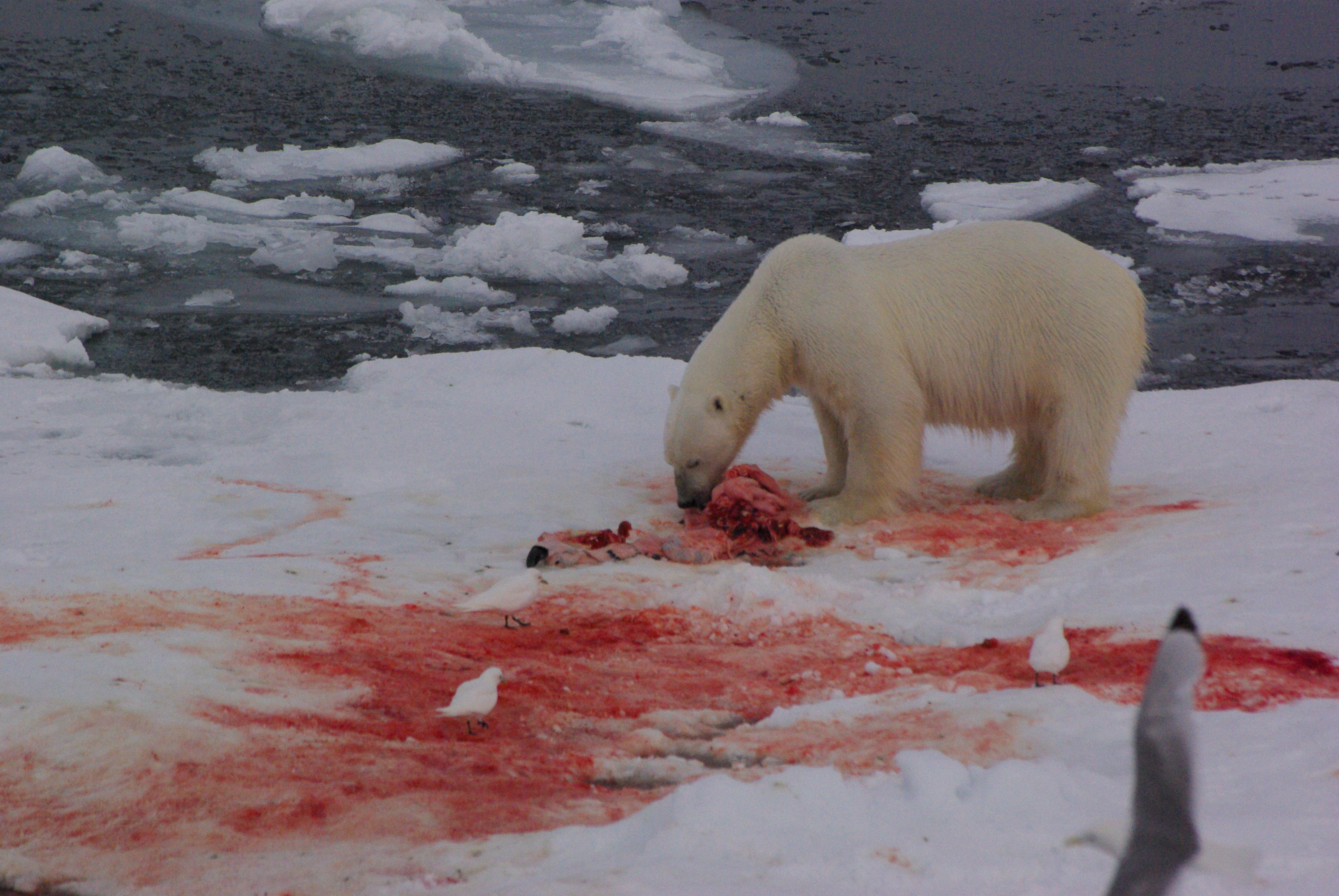 Dlaczego niedźwiedzie nie jedzą pingwinów? Rozmówka z Mikołajem Golachowskim, autorem książki „Czochrałem Antarktycznego słonia”.