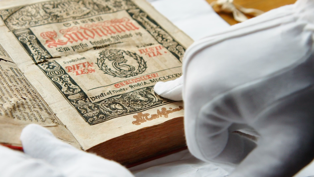 Islandzki biały kruk na Śląsku!